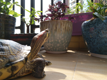 晒太阳的巴西龟