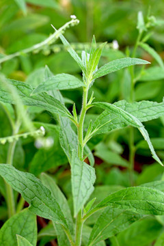 小花琉璃草