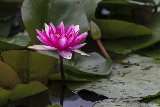 一朵红出水芙蓉