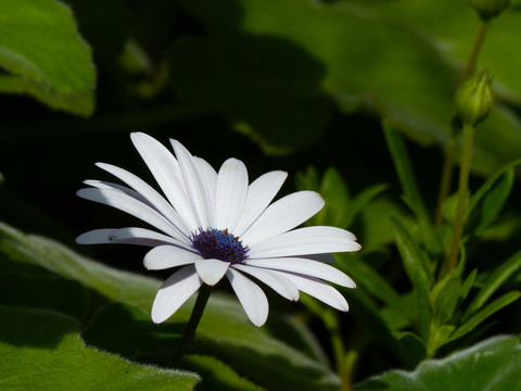 蓝目菊