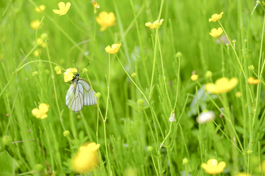 菜粉蝶