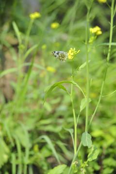 东方菜粉蝶