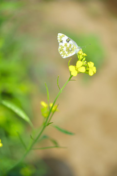 东方菜粉蝶