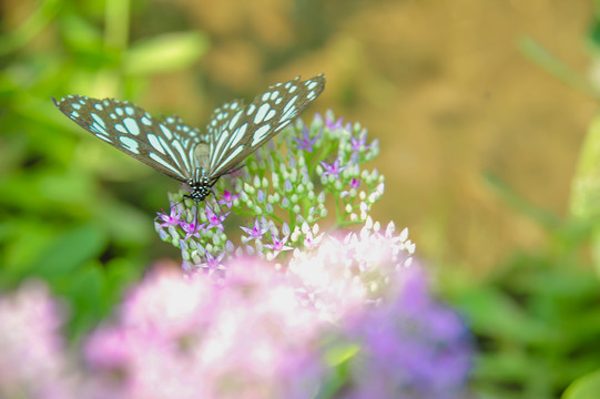 拟旖斑蝶采花
