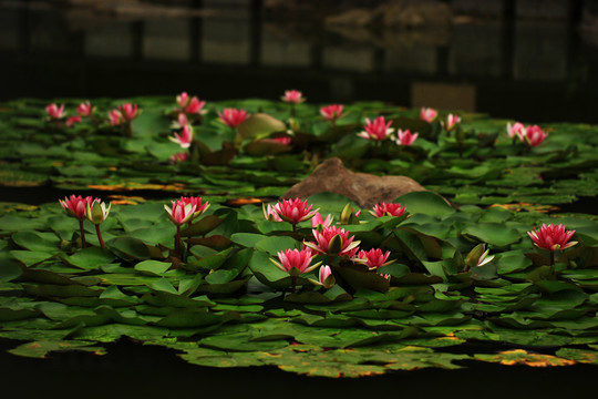 莲花池