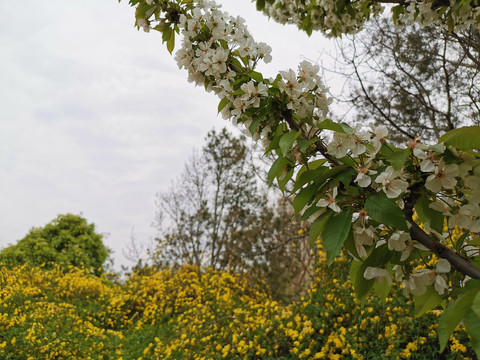 迎春花与樱花