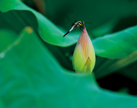 荷花花蕾蜻蜓