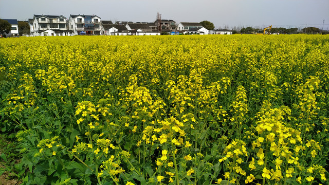 油菜花