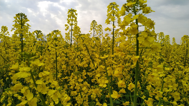 油菜花