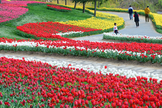 郁金香花海