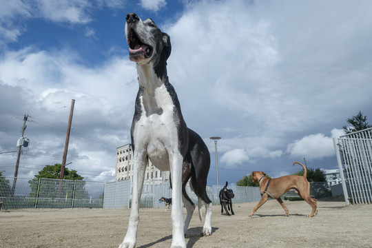 大丹犬