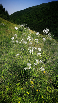 山花烂漫