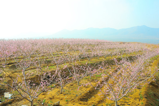 山坡桃花