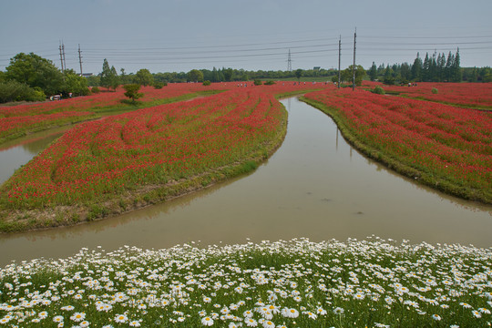 花开海上公园