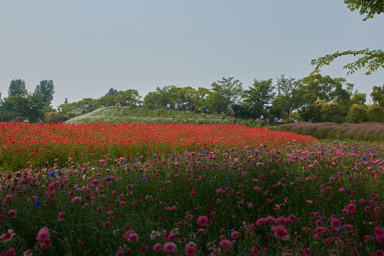 花开海上公园