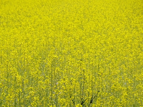 油菜花地