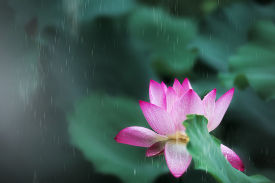 沐雨莲