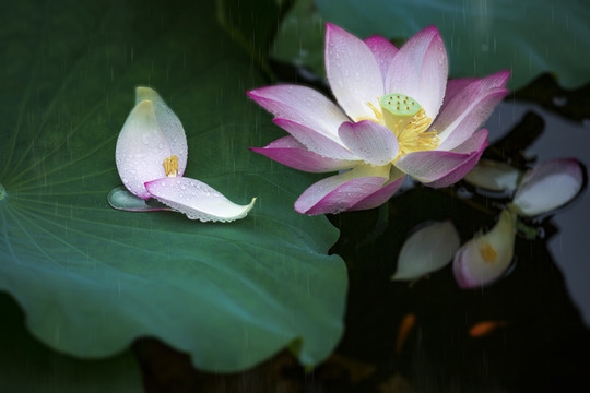 沐雨莲