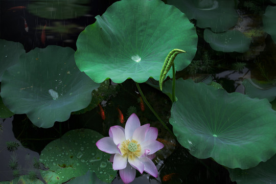 沐雨莲