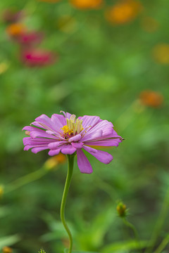 百日菊