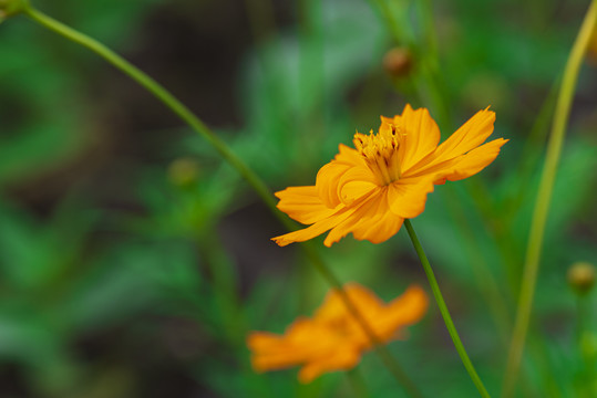 百日菊