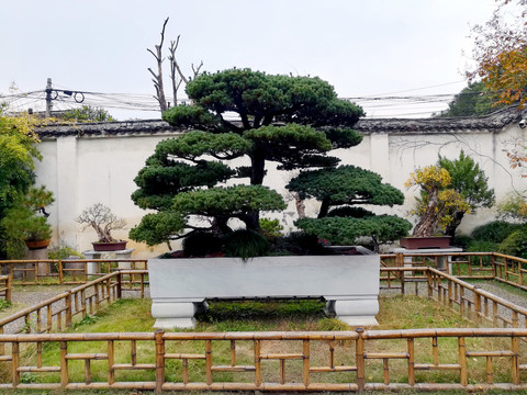 大型松柏盆栽