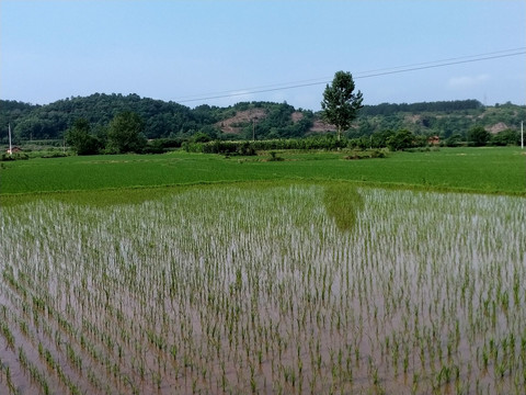 水稻田