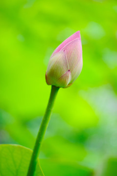 荷花花蕾