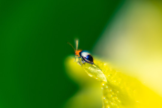 仙人掌花