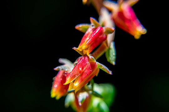 宝石花