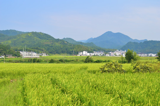 乡村美景