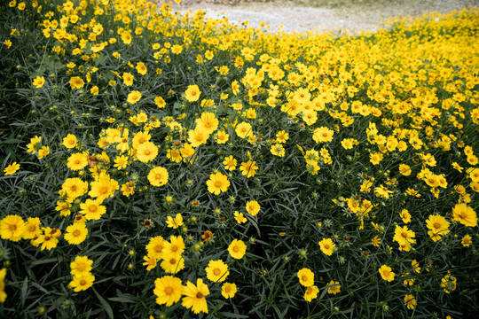 金鸡菊