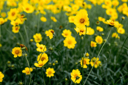 金鸡菊