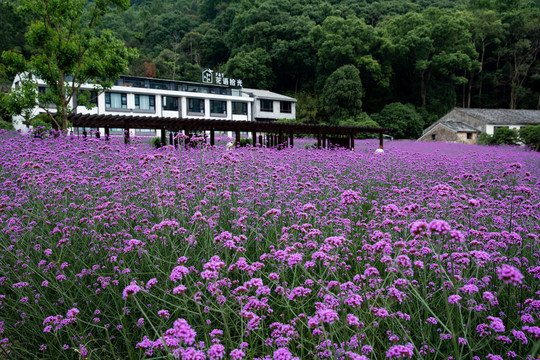 马鞭草