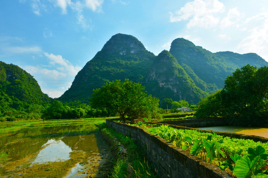 田园青山