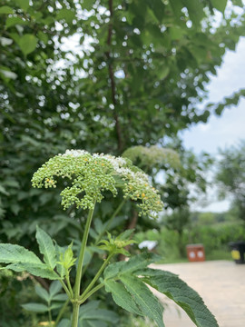 野花植物图片