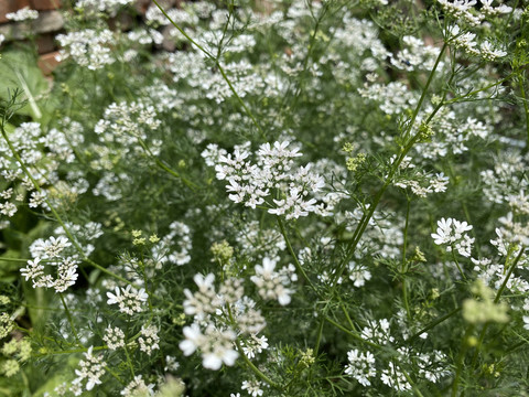 香菜花