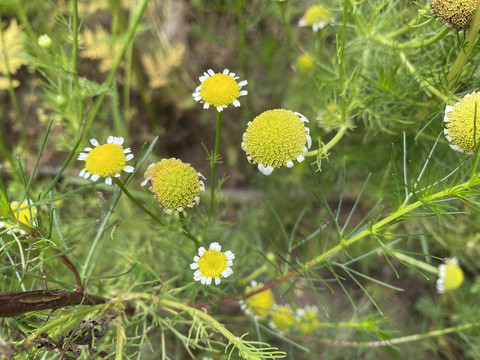 母菊