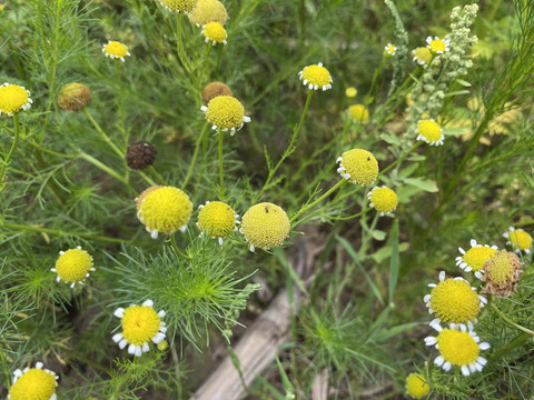 母菊