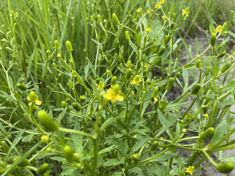 石龙芮