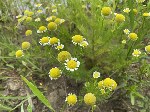 母菊