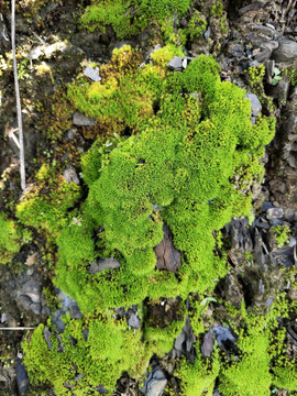 青苔特写