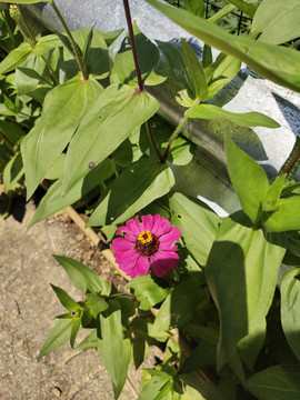 紫色百日菊