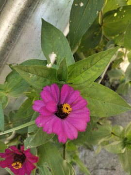 百日菊花儿特写