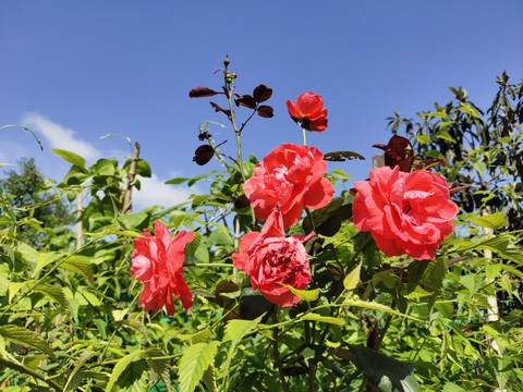 红色月季花与蓝天白云