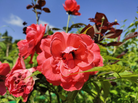 红色月季花特写