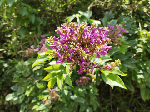 胡枝子花