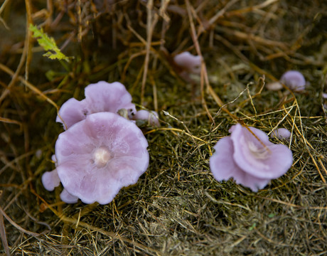 紫丁香菇