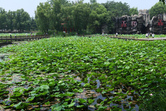 枣庄微山湖红荷湿地荷花