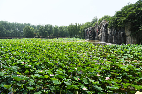 枣庄微山湖红荷湿地荷花